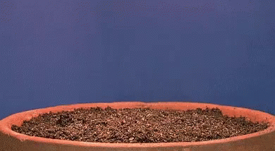 plants growing